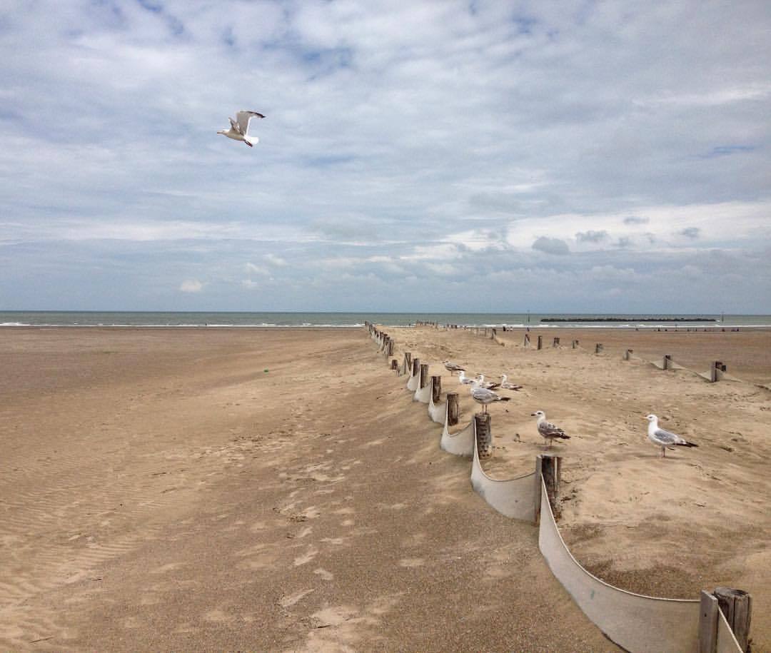 Seagull shift at malo beach (à Plage de Malo les Bains)