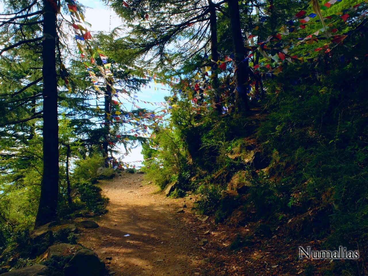 Dharamsala hill